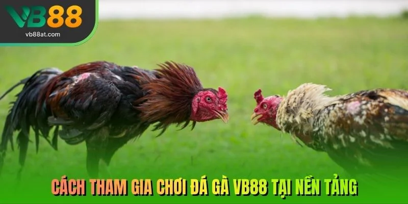 Cách tham gia chơi đá gà VB88 tại nền tảng