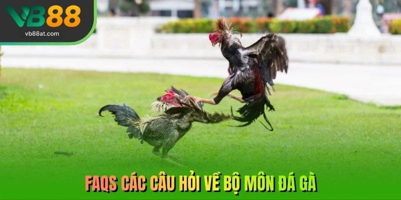 FAQs các câu hỏi về bộ môn đá gà